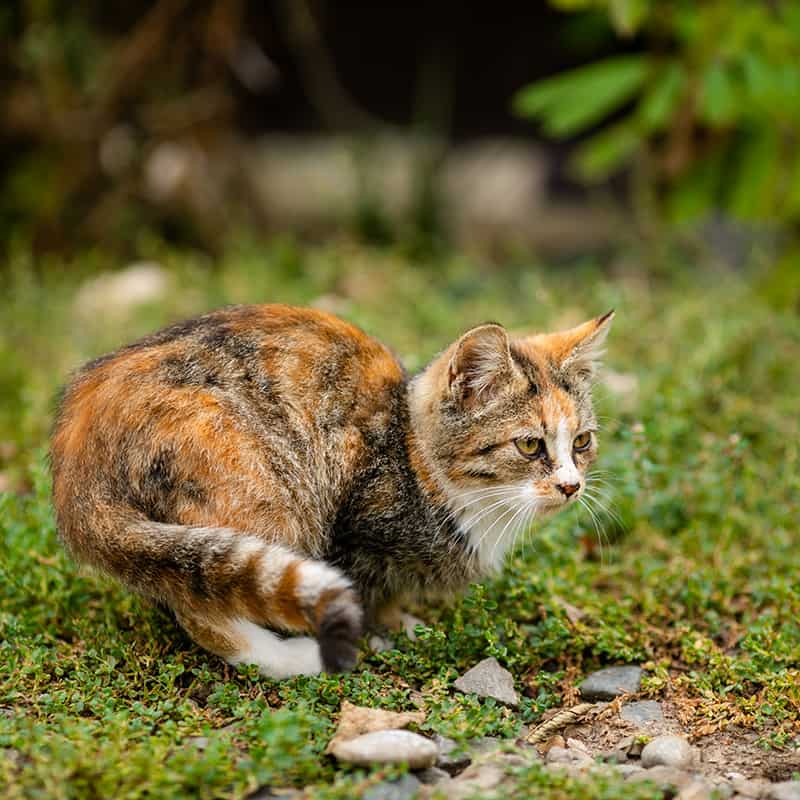 Die spezialisierte Futterversorgung