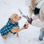 Tierische Wintertipps & Tierheimsponsoring