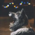 Silvester-Stress für Tiere: Warum Tierheimsponsoring jetzt besonders wichtig ist